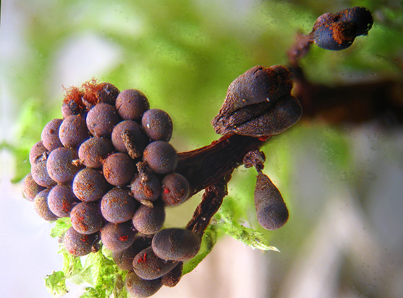 Metatrichia... ancora vesparium?